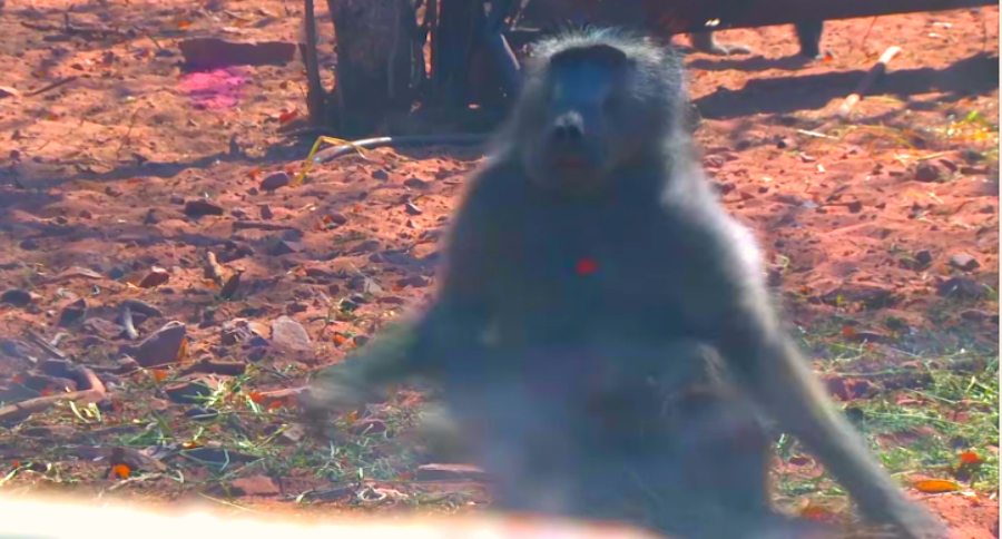 baboon