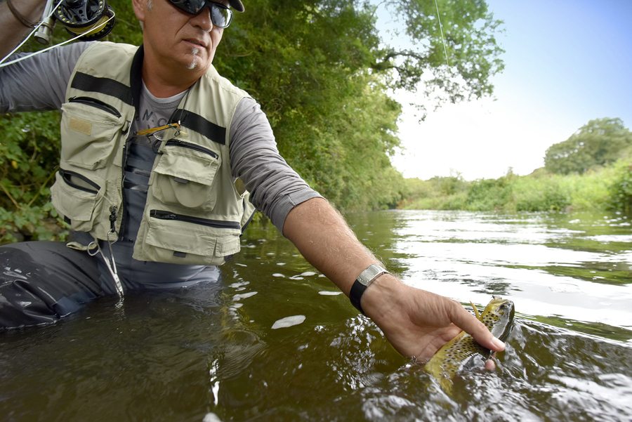 Fly fisherman catching brown trout in river