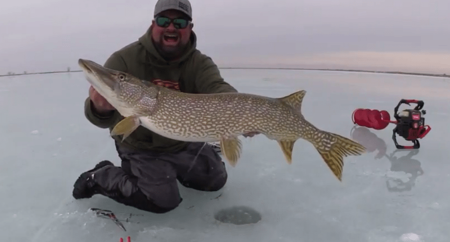giant northern pike