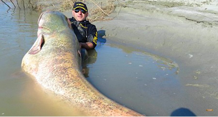 biggest fish