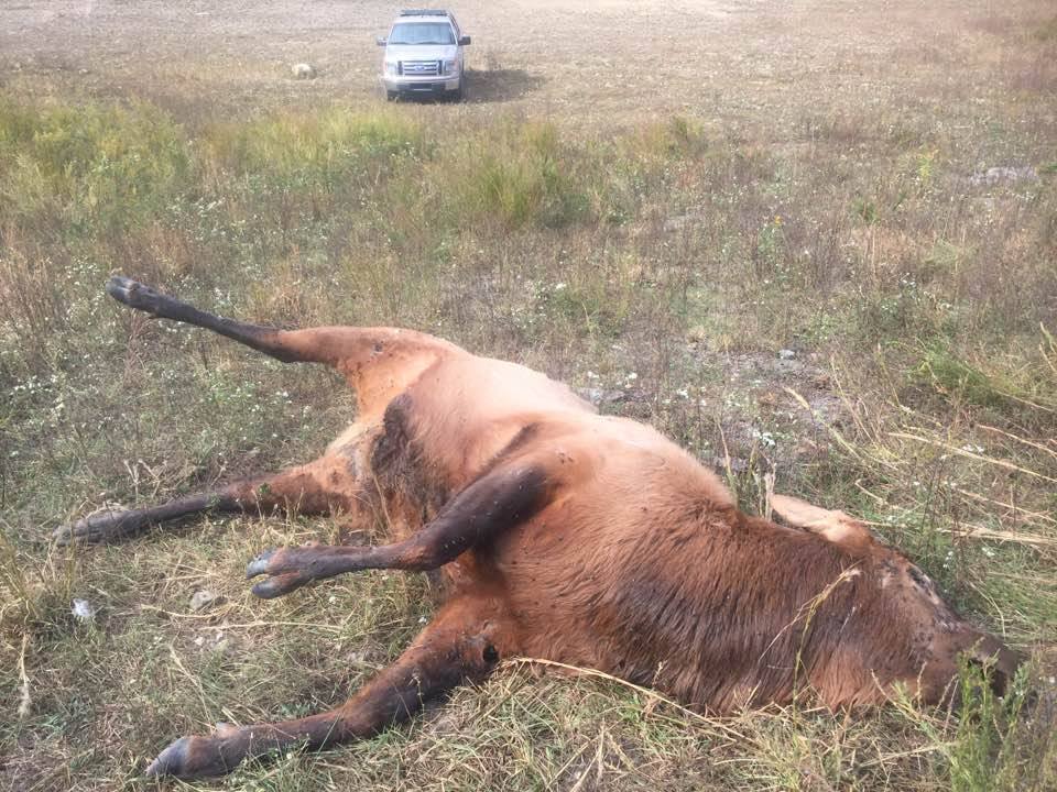 elk