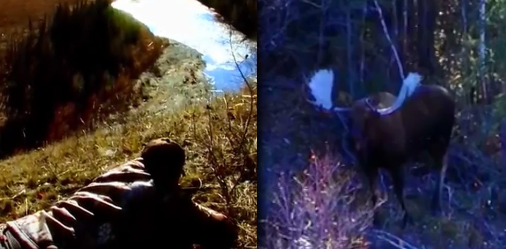 giant moose kill shot