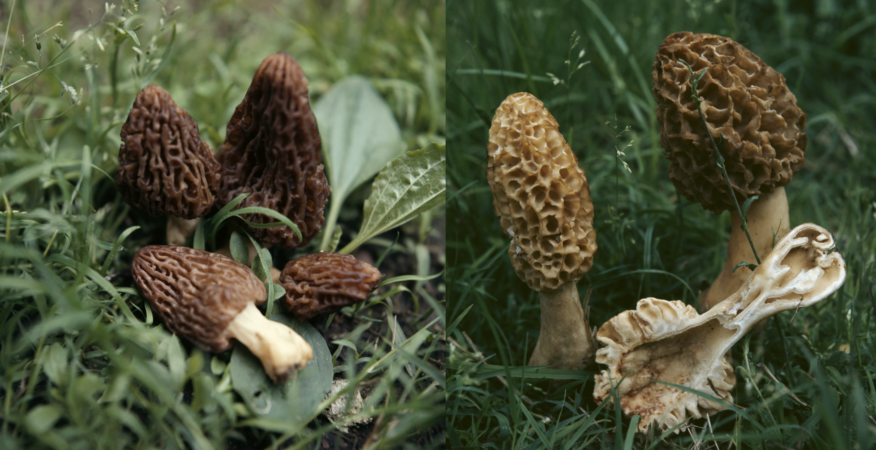 True black morel mushrooms vs. false morel mushrooms