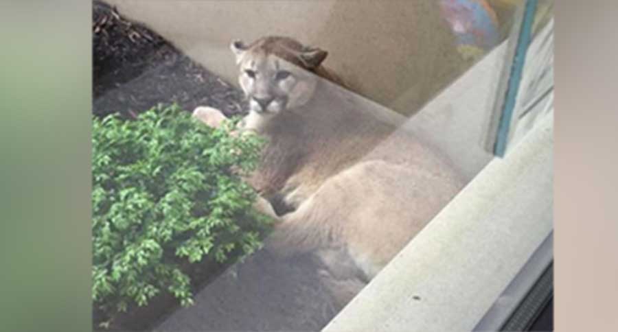 omaha mountain lion