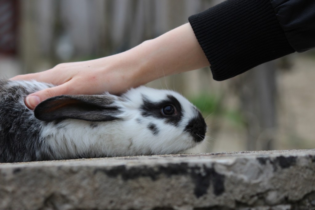 rabbit-713489_1920