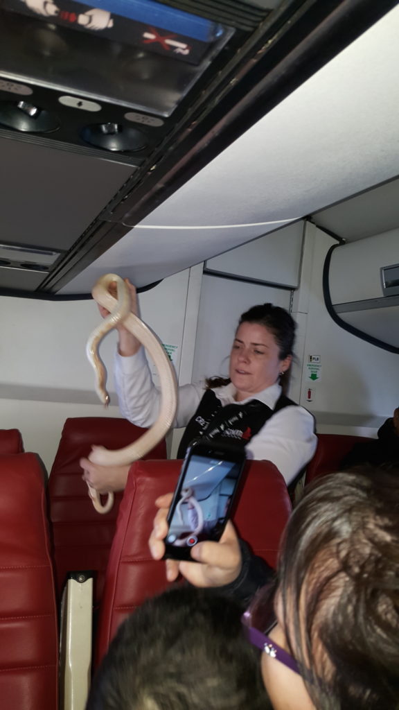 snake