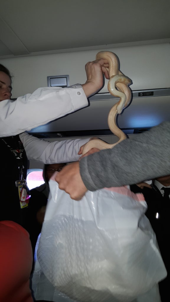 snake