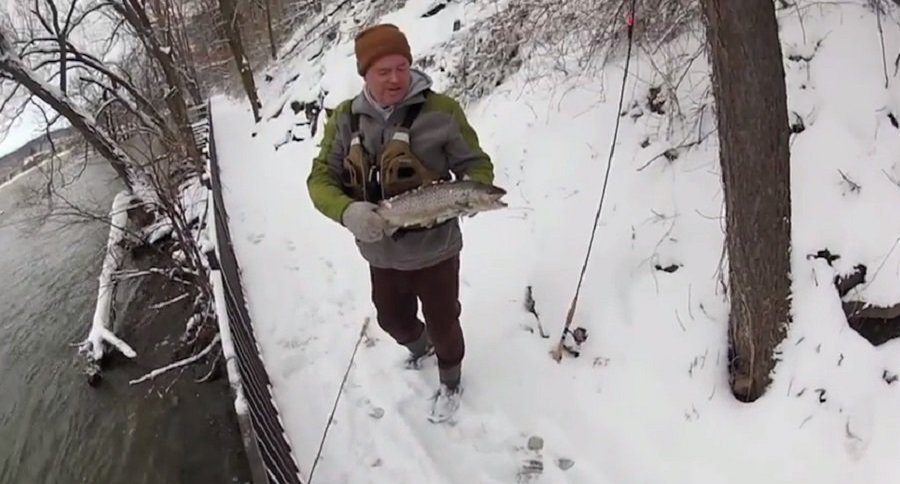 steelhead