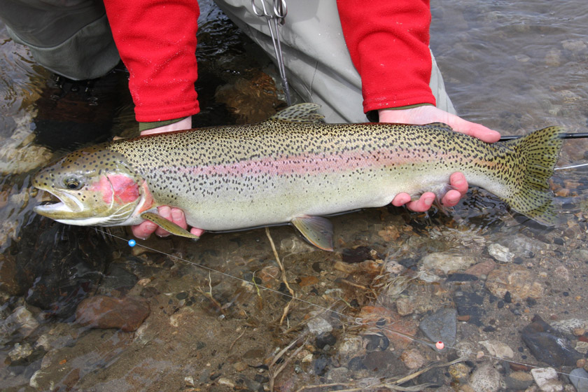 steelhead
