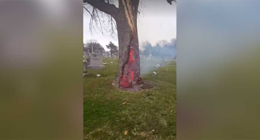 tree struck by lightning