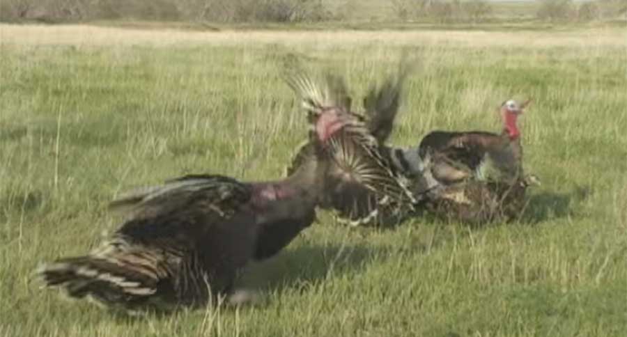 Turkey bow kills