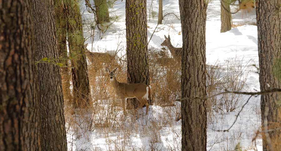 whitetail deer facts