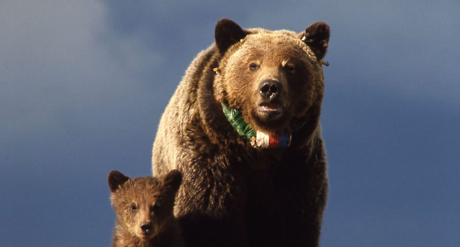 bears