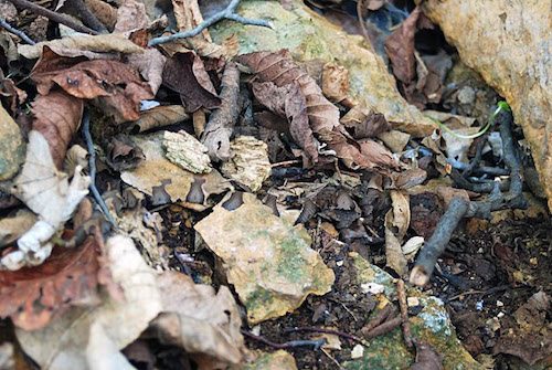 hidden copperheads