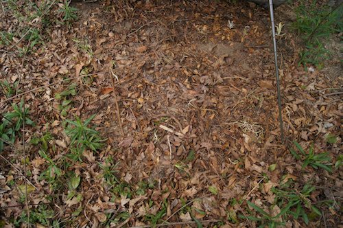 hidden copperheads