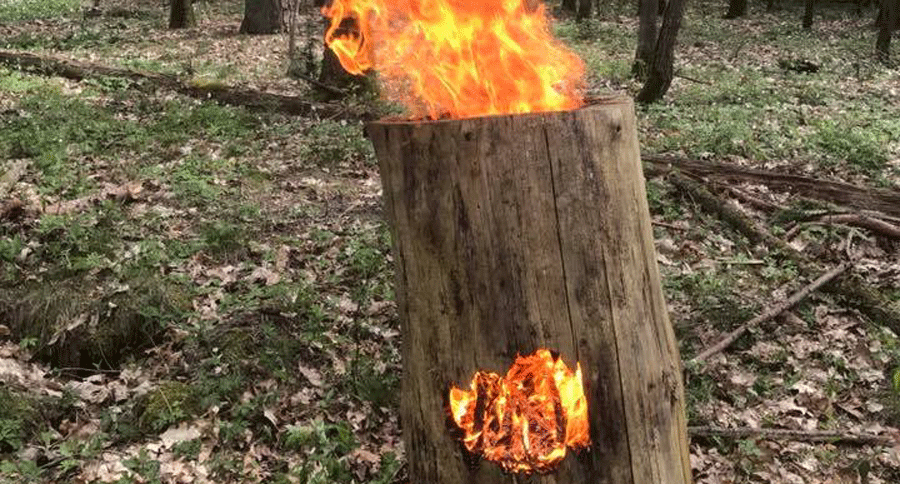 hollow tree stump