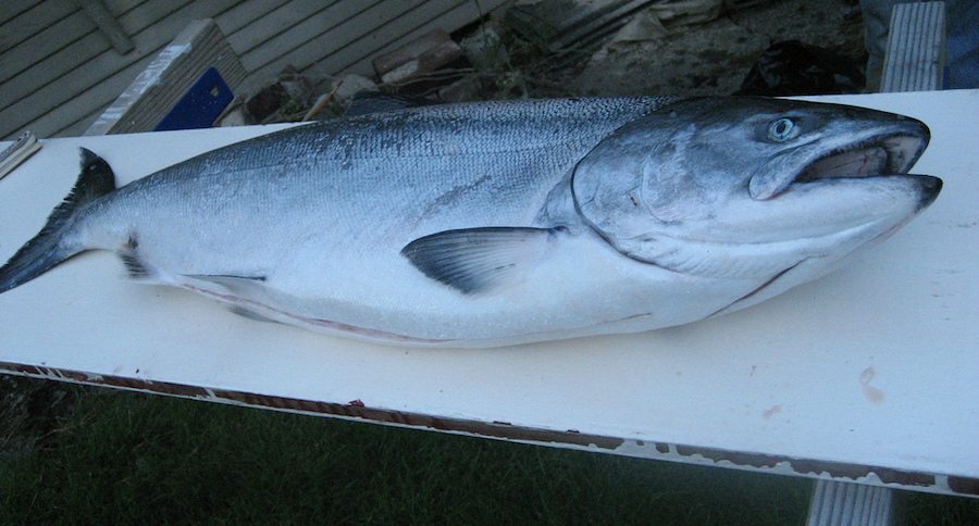 salmon fishing