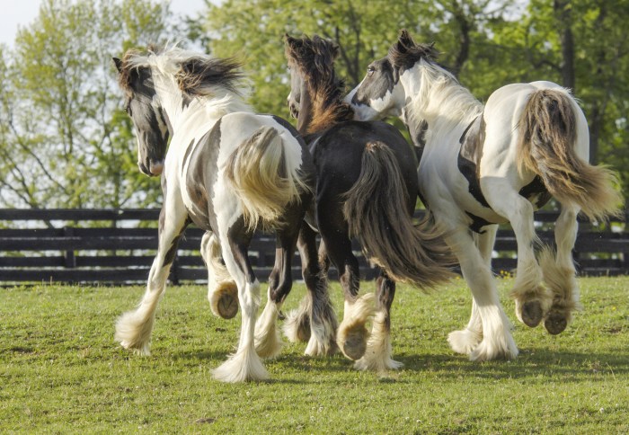 Gypsy Vanner Horses 