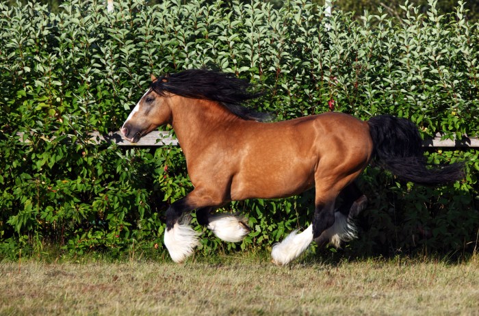 Gypsy Vanner Horses 