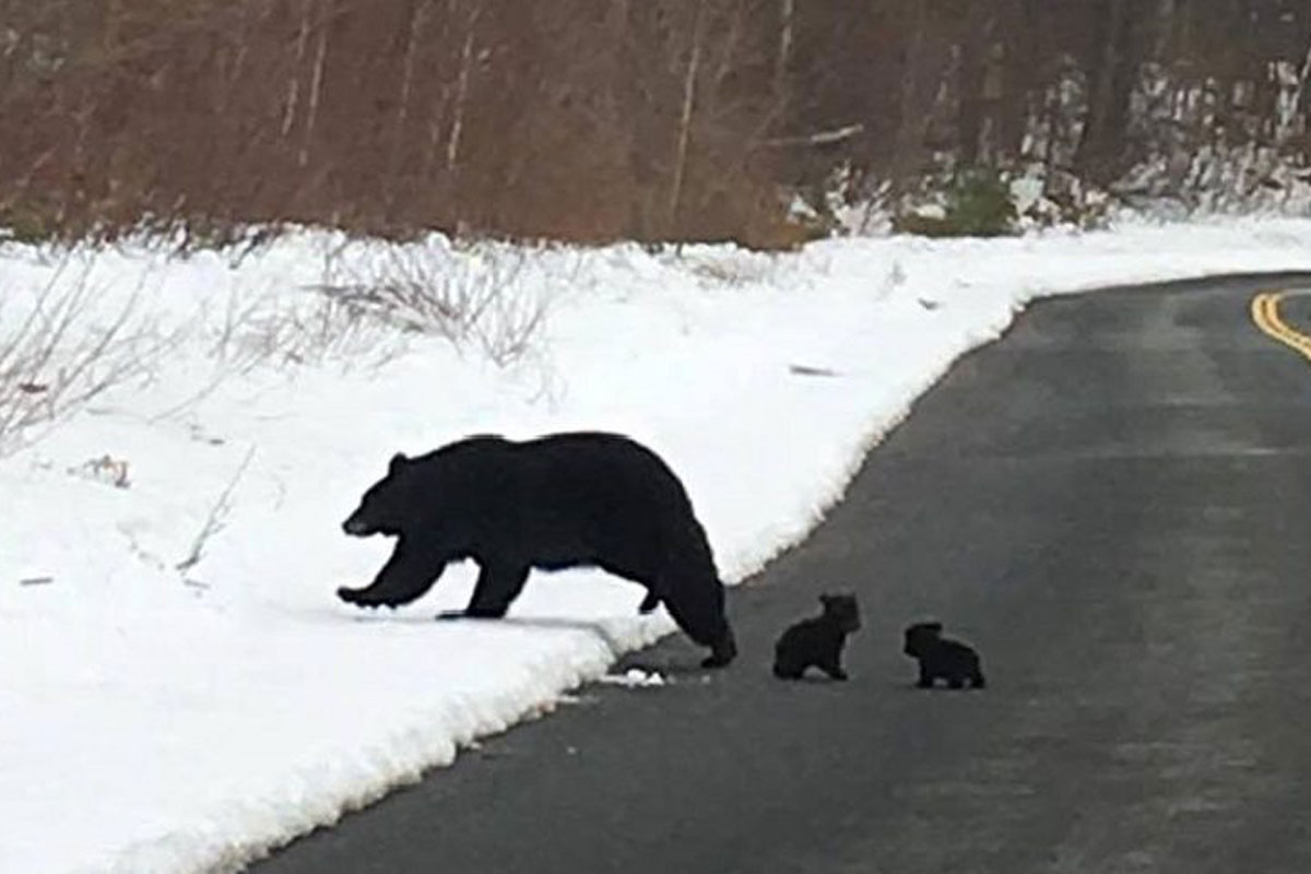bear