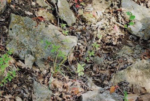 hidden copperheads