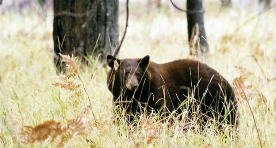 bear
