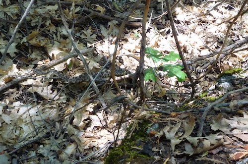 hidden copperheads