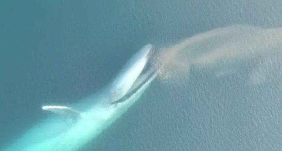 blue whale