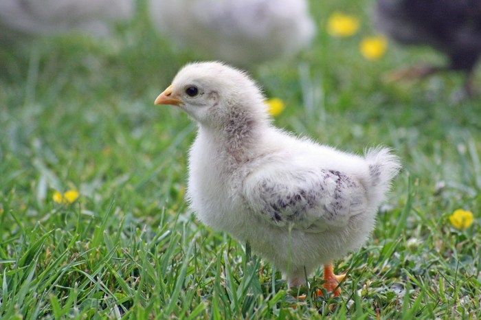 little white chick