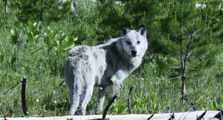 gray wolf