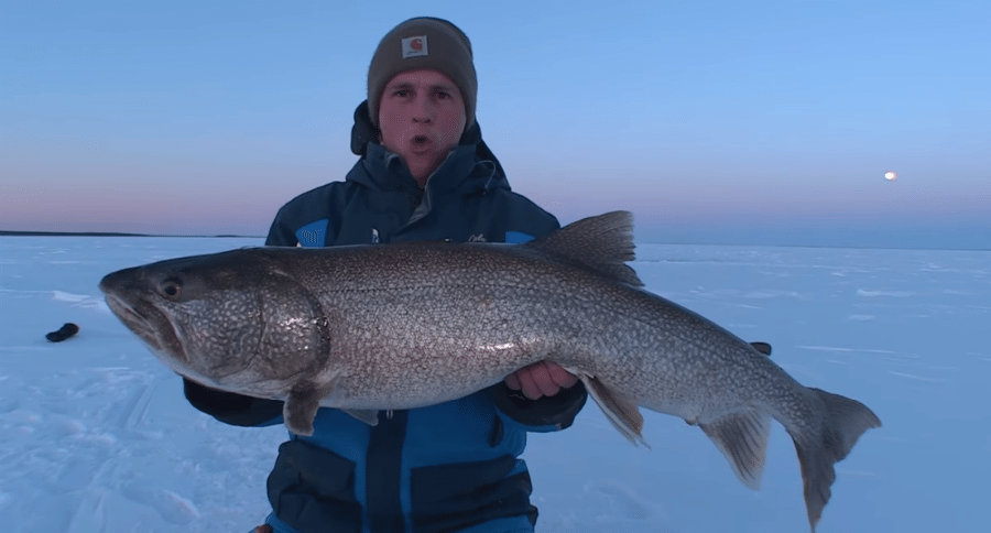 massive lake trout