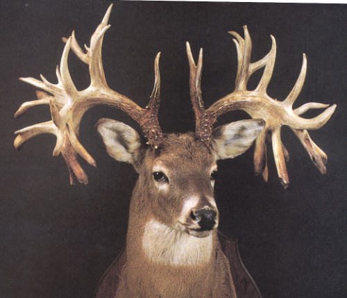 found whitetail bucks