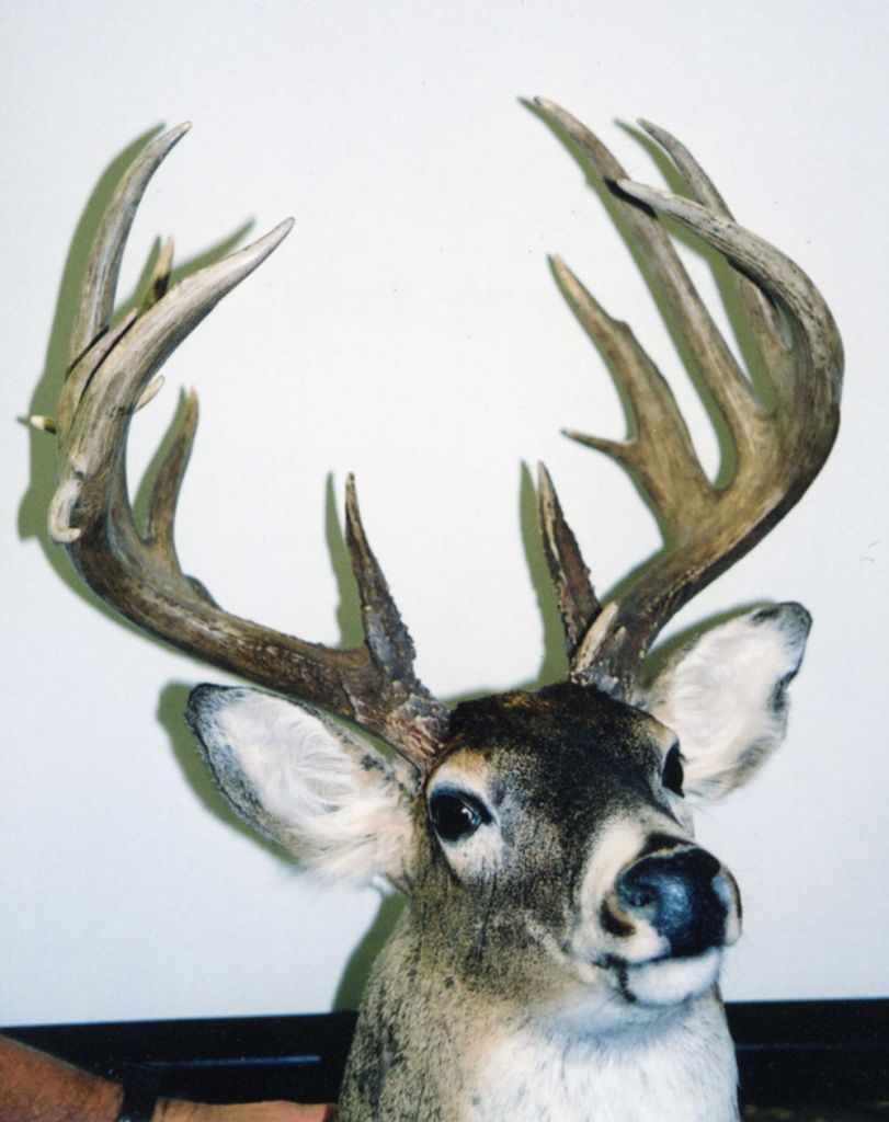 found whitetail bucks