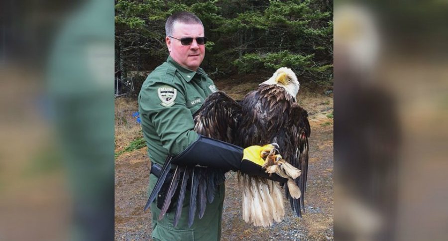 Old eagle rescued