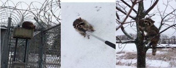 raccoon