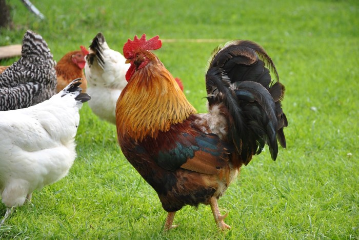 rooster and hens