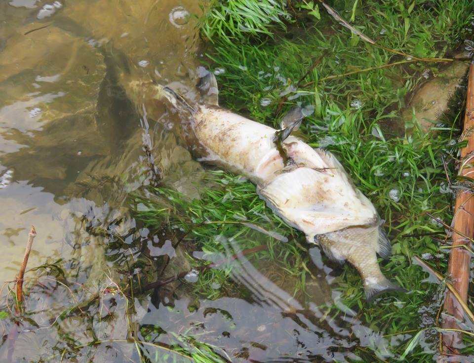 fish eat fish