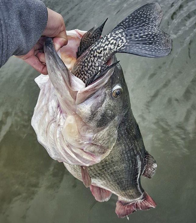 fish eat fish