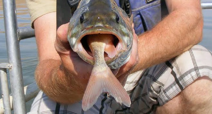 fish eat fish