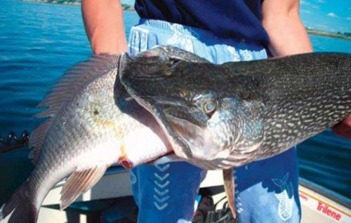 fish eat fish