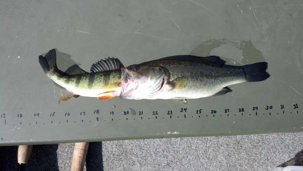 fish eat fish