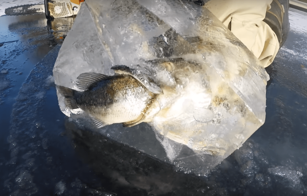 fish eat fish