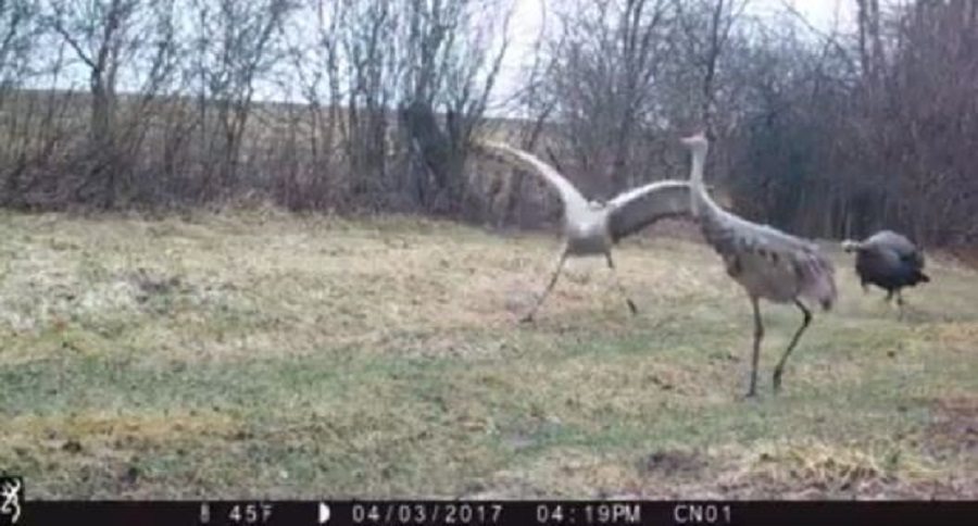 sandhill cranes