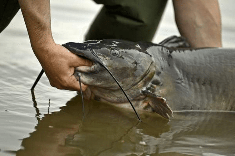 channel catfish
