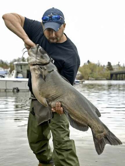 channel catfish