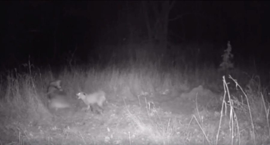 trail cam
