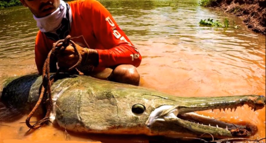 alligator gar