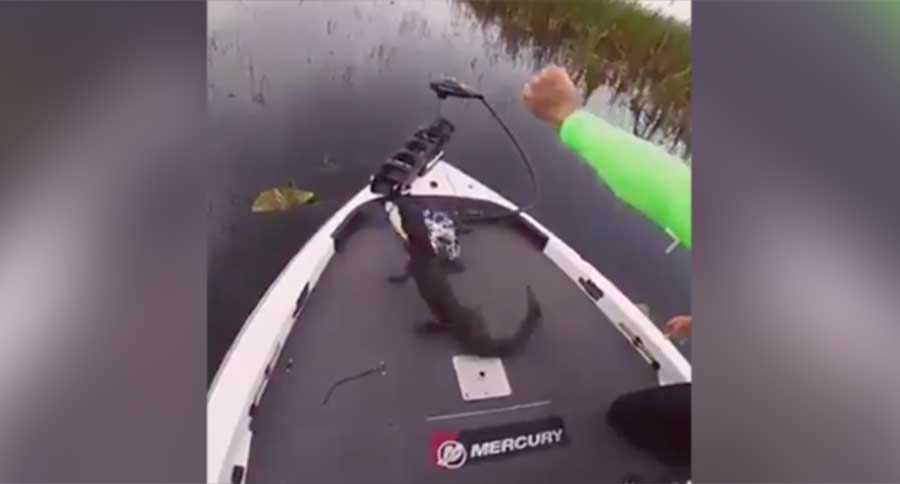 gator on bass bait