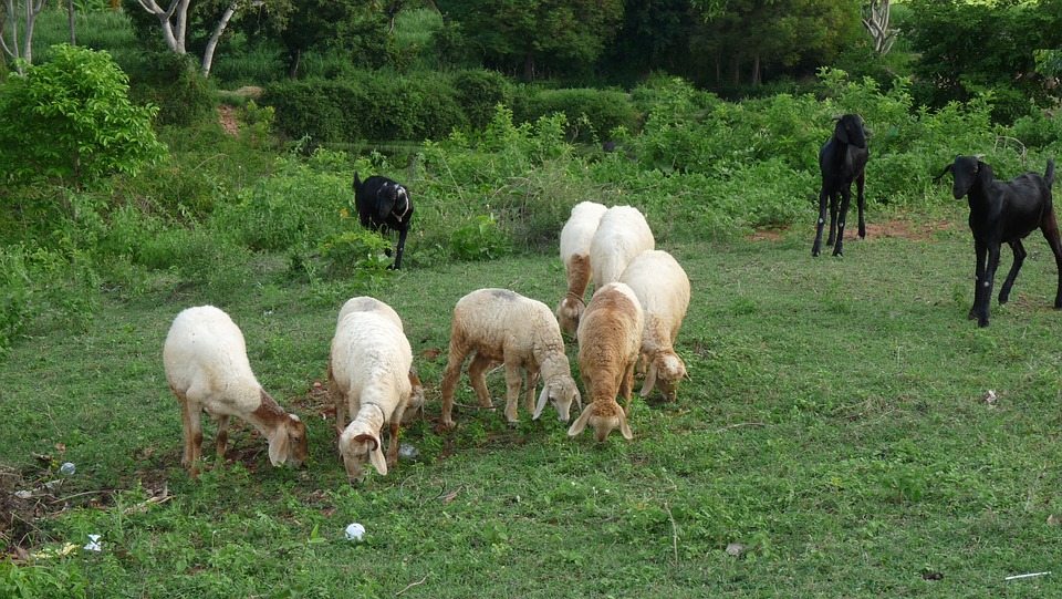 goats grazing