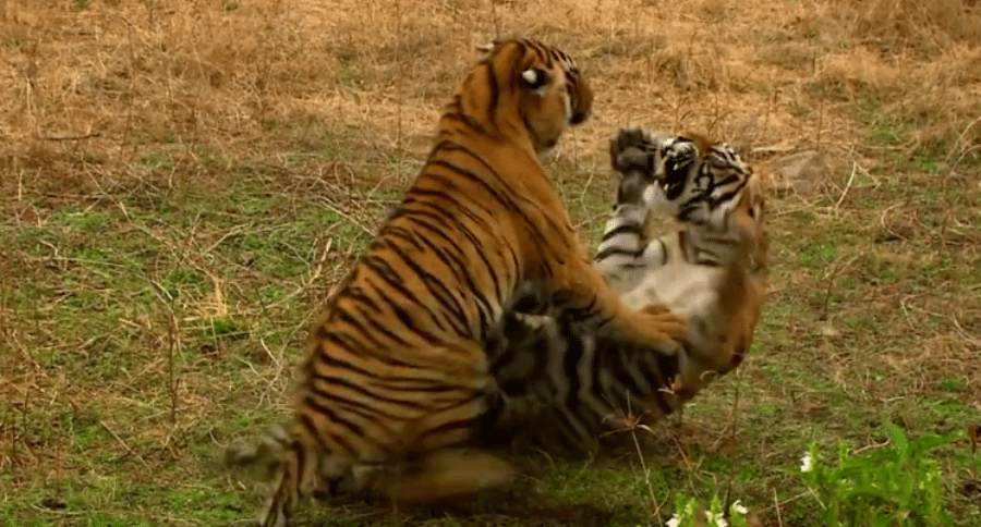 tigers